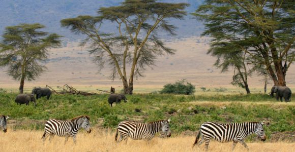 Ngorongoro krater