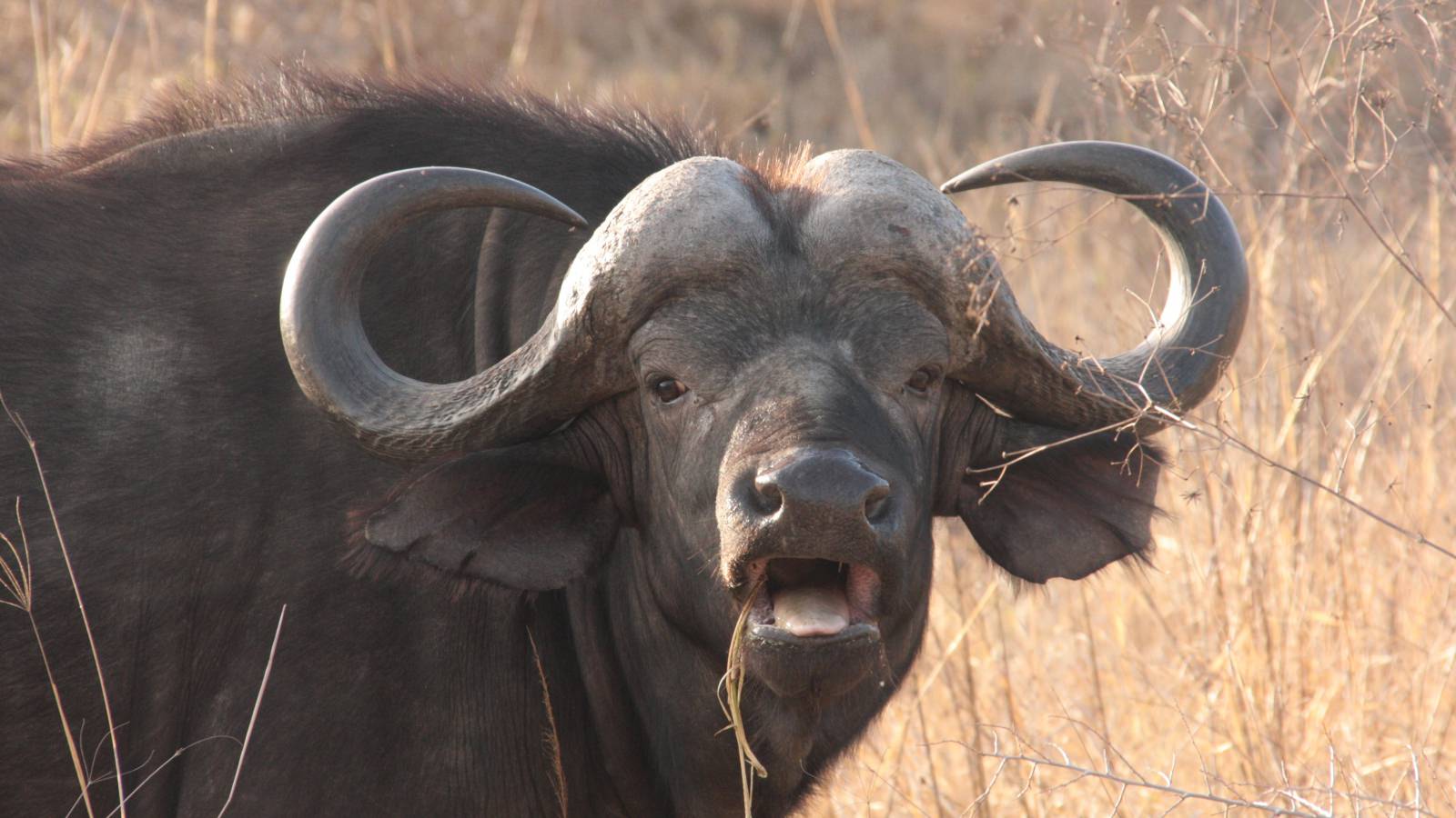 De Afrikaanse buffel wordt beschouwd als een van de gevaarlijkste dieren van Afrika.