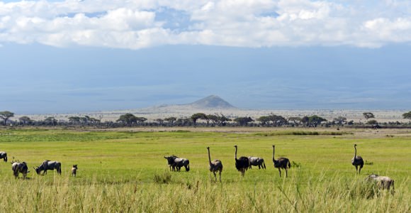 Amboseli National Park