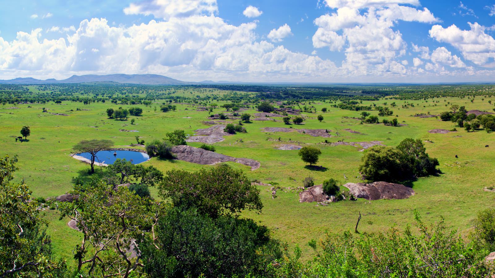 Safari S Naar De Serengeti In Tanzania Safari Planner Com   Serengeti Nationaal Park Tanzania 