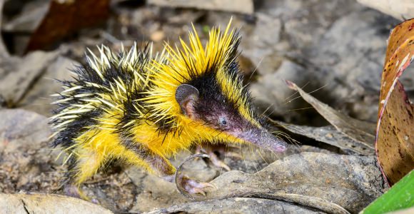 Andasibe-Mantadia National Park