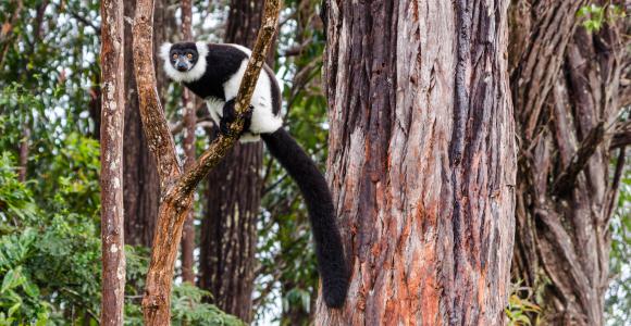 Lemuur Andasibe-Mantadia National Park