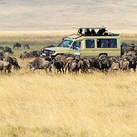 Safari's naar Tanzania in Afrika