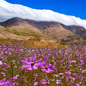 Bloemenpracht in Zuid-Afrika